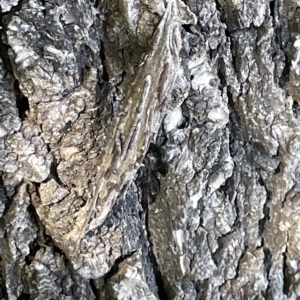 Metura elongatus at Parkes, ACT - 10 Mar 2023 01:45 PM