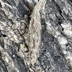 Metura elongatus at Parkes, ACT - 10 Mar 2023