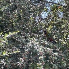 Platycercus elegans (Crimson Rosella) at Parkes, ACT - 10 Mar 2023 by Hejor1