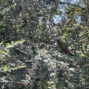 Platycercus elegans at Parkes, ACT - 10 Mar 2023