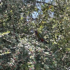 Platycercus elegans at Parkes, ACT - 10 Mar 2023