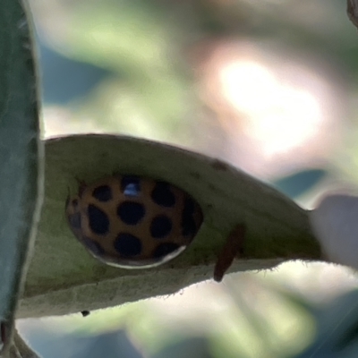 Harmonia conformis (Common Spotted Ladybird) at Mount Ainslie to Black Mountain - 10 Mar 2023 by Hejor1