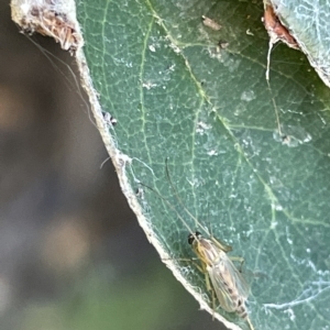 Chironomidae (family) at Parkes, ACT - 10 Mar 2023 01:31 PM