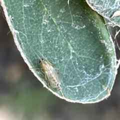 Chironomidae (family) at Parkes, ACT - 10 Mar 2023 01:31 PM