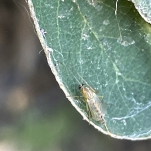 Chironomidae (family) at Parkes, ACT - 10 Mar 2023 01:31 PM