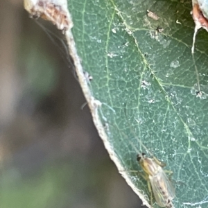 Chironomidae (family) at Parkes, ACT - 10 Mar 2023 01:31 PM