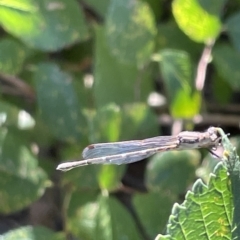 Austrolestes sp. (genus) at Parkes, ACT - 10 Mar 2023