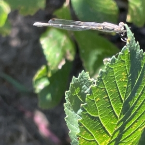 Austrolestes sp. (genus) at Parkes, ACT - 10 Mar 2023