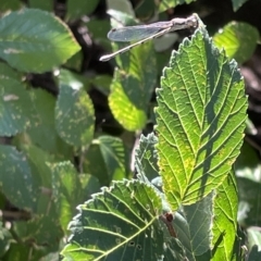 Austrolestes sp. (genus) at Parkes, ACT - 10 Mar 2023