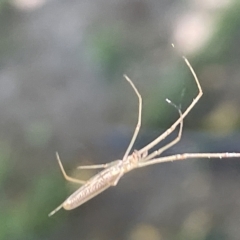 Tetragnatha sp. (genus) (Long-jawed spider) at Parkes, ACT - 10 Mar 2023 by Hejor1