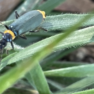 Chauliognathus lugubris at Parkes, ACT - 10 Mar 2023