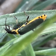 Chauliognathus lugubris at Parkes, ACT - 10 Mar 2023