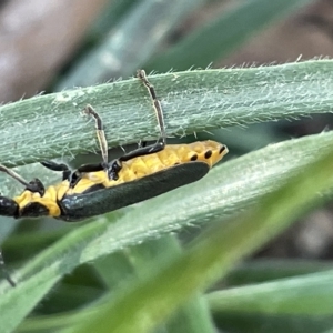 Chauliognathus lugubris at Parkes, ACT - 10 Mar 2023