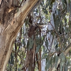 Manorina melanocephala (Noisy Miner) at Mount Ainslie to Black Mountain - 10 Mar 2023 by Hejor1