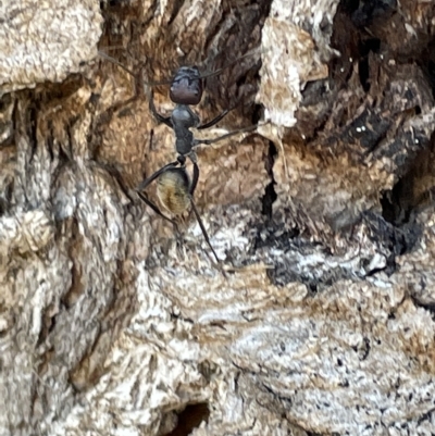 Camponotus aeneopilosus (A Golden-tailed sugar ant) at Mount Ainslie to Black Mountain - 10 Mar 2023 by Hejor1