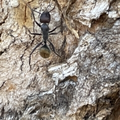 Camponotus aeneopilosus at Parkes, ACT - 10 Mar 2023 01:03 PM