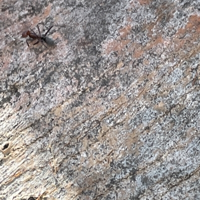 Formicidae (family) (Unidentified ant) at Mount Ainslie to Black Mountain - 10 Mar 2023 by Hejor1