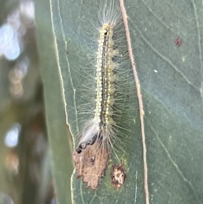 Uraba lugens (Gumleaf Skeletonizer) at Parkes, ACT - 10 Mar 2023 by Hejor1