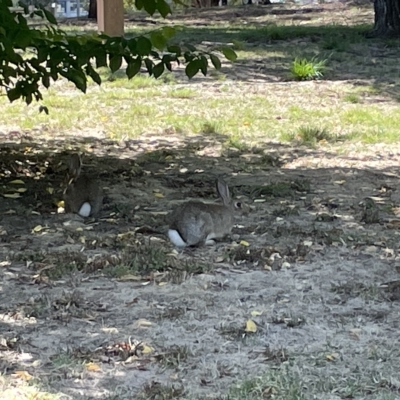 Oryctolagus cuniculus (European Rabbit) at Mount Ainslie to Black Mountain - 10 Mar 2023 by Hejor1