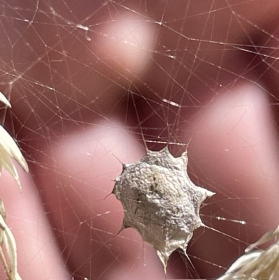 Uloboridae (family) (Unidentified venomless spider) at Parkes, ACT - 10 Mar 2023 by Hejor1