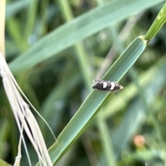 Glyphipterix chrysoplanetis (A Sedge Moth) at Parkes, ACT - 10 Mar 2023 by Hejor1