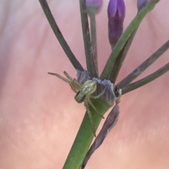 Lehtinelagia prasina (Leek-green flower spider) at Mount Ainslie to Black Mountain - 10 Mar 2023 by Hejor1