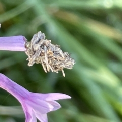 Heliocosma (genus - immature) (A tortrix or leafroller moth) at Mount Ainslie to Black Mountain - 10 Mar 2023 by Hejor1