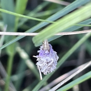 Heliocosma (genus - immature) at Mount Ainslie to Black Mountain - 10 Mar 2023