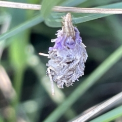 Heliocosma (genus - immature) at Mount Ainslie to Black Mountain - 10 Mar 2023