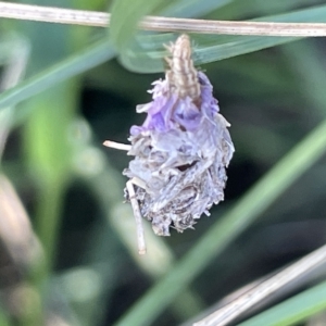 Heliocosma (genus - immature) at Mount Ainslie to Black Mountain - 10 Mar 2023