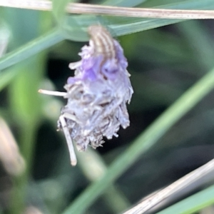 Heliocosma (genus - immature) at Mount Ainslie to Black Mountain - 10 Mar 2023