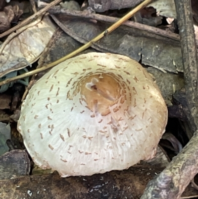 Macrolepiota clelandii (Macrolepiota clelandii) at Commonwealth & Kings Parks - 10 Mar 2023 by Hejor1