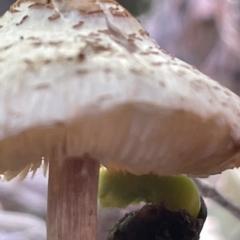 Macrolepiota clelandii at Parkes, ACT - 10 Mar 2023