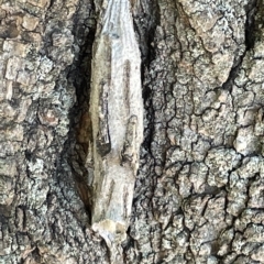 Metura elongatus (Saunders' case moth) at Mount Ainslie to Black Mountain - 10 Mar 2023 by Hejor1