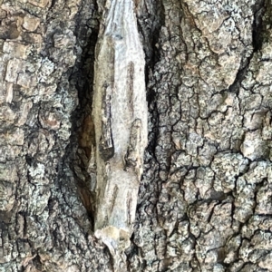 Metura elongatus at Parkes, ACT - 10 Mar 2023