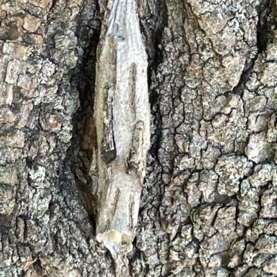 Metura elongatus (Saunders' case moth) at Parkes, ACT - 10 Mar 2023 by Hejor1