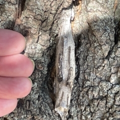 Metura elongatus at Parkes, ACT - 10 Mar 2023