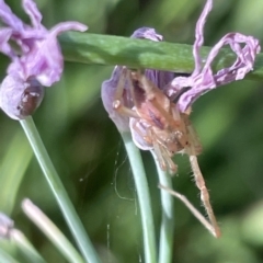 Cheiracanthium sp. (genus) at Parkes, ACT - 10 Mar 2023