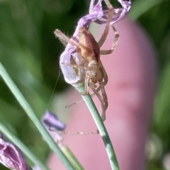 Cheiracanthium sp. (genus) at Parkes, ACT - 10 Mar 2023