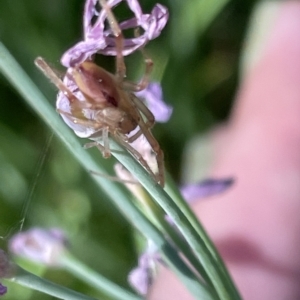 Cheiracanthium sp. (genus) at Parkes, ACT - 10 Mar 2023