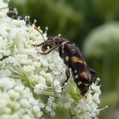 Eleale pulchra (Clerid beetle) at Charleys Forest, NSW - 2 Jan 2014 by arjay