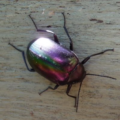 Chalcopteroides columbinus (Rainbow darkling beetle) at Charleys Forest, NSW - 10 Jan 2010 by arjay