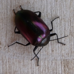 Chalcopteroides columbinus at Charleys Forest, NSW - suppressed