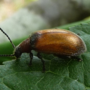 Ecnolagria grandis at Charleys Forest, NSW - 23 Dec 2013