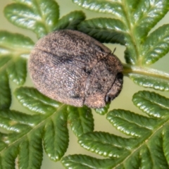 Trachymela sp. (genus) (Brown button beetle) at Cotter River, ACT - 7 Mar 2023 by SWishart