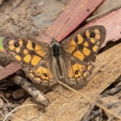 Geitoneura klugii (Marbled Xenica) at Cotter River, ACT - 7 Mar 2023 by SWishart