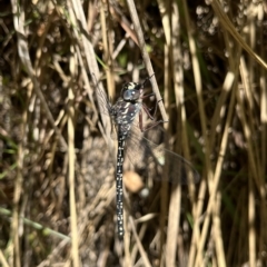 Austroaeschna multipunctata (Multi-spotted Darner) at Paddys River, ACT - 10 Mar 2023 by GG