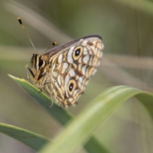 Oreixenica lathoniella at Cotter River, ACT - 8 Mar 2023 10:58 AM