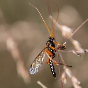 Echthromorpha intricatoria at Cotter River, ACT - 8 Mar 2023 11:39 AM