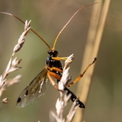 Echthromorpha intricatoria at Cotter River, ACT - 8 Mar 2023 11:39 AM